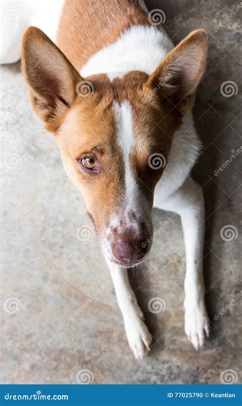 Above Dog Staring Stock Photo Image Of Portrait Brown 77025790