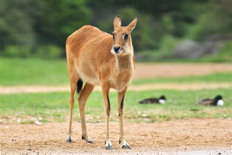 Nile Lechwe Kobus Megaceros Zoochat