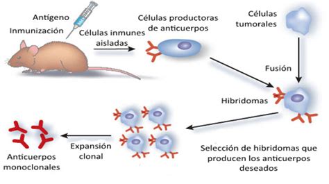 Hibridoma