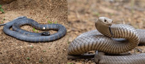 19 Common Snakes Found In South Australia Nature Blog Network