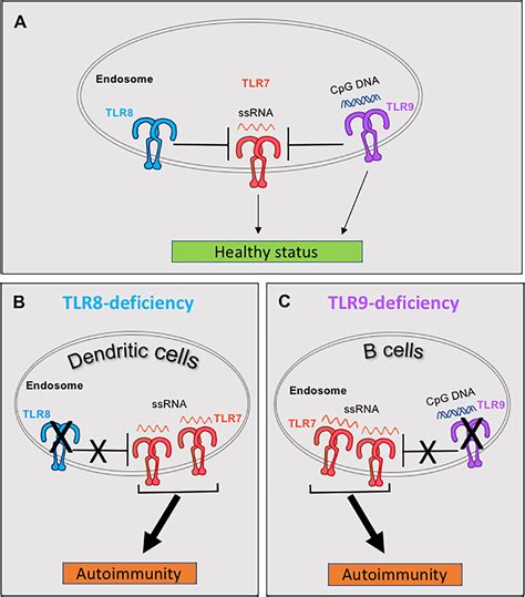 Frontiers Nucleic Acid Sensing Toll Like Receptors Important Players