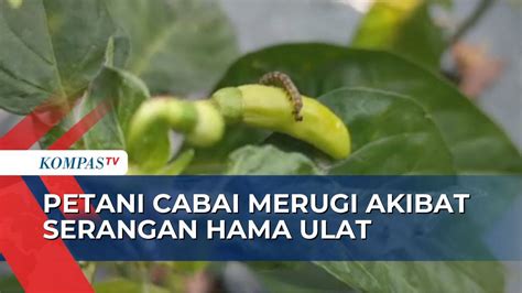 Serangan Hama Ulat Dan Lalat Buah Bikin Petani Cabai Di Kulon Progo