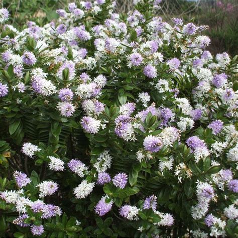 Hebe High Voltage Shrubby Veronica High Voltage In GardenTags