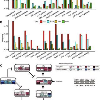 The Cdkn A Mediated P Rb Pathway Is Mostly Altered In The Cdc