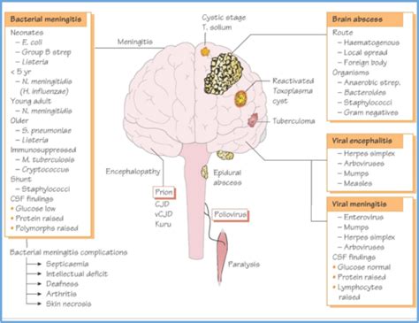 Encephalitis Meningitis Flashcards Quizlet