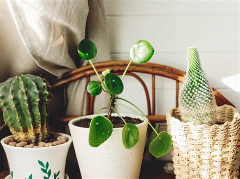 Diagnosing Your Pilea Plant And Steps To Recovery The Healthy Houseplant