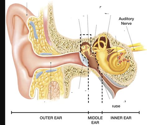 Anatomy Of The Ear Diagram Quizlet