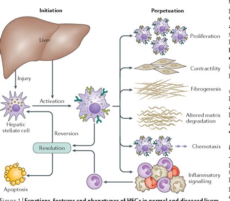 Hepatic Stellate Cells Semantic Scholar