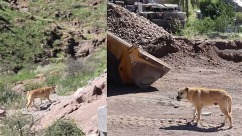 Supuesto Avistamiento De Un Puma En Chihuahua Era Un Perro