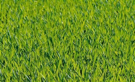 Green Grass Close Up Photograph · Free Stock Photo