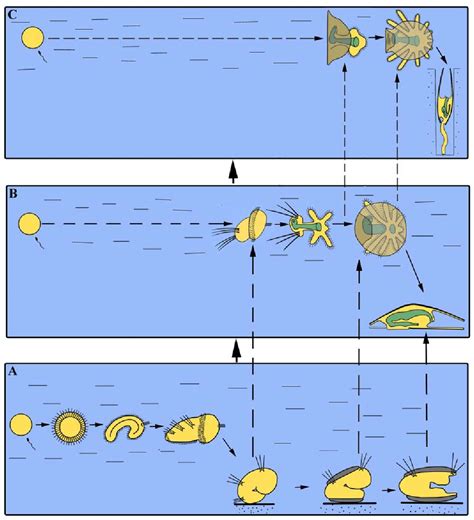 Figure 1 From Larval Development Of The Brachiopod Coptothyris Grayi