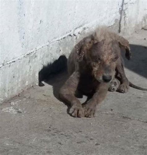 Young dog rescued from streets of Tijuana by California rescue group - Pet Rescue Report