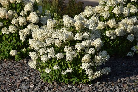 Bobo Hydrangea Hydrangea Paniculata Ilvobo In Edmonton St Albert