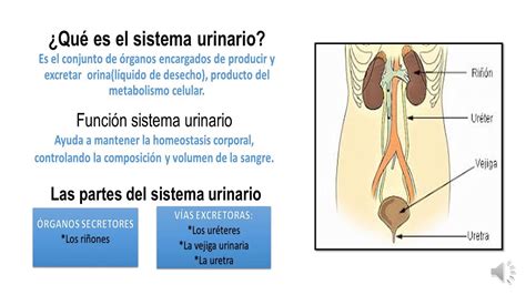 El Aparato Urinario 4º Primaria Youtube