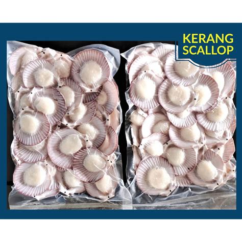 Jual Kerang Scallop Simping Shopee Indonesia