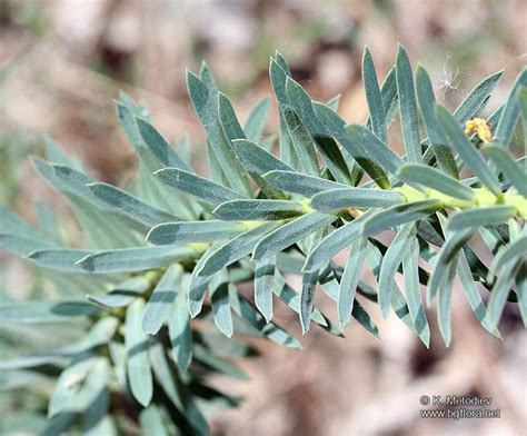 Euphorbia Seguieriana Picture The Bulgarian Flora Online