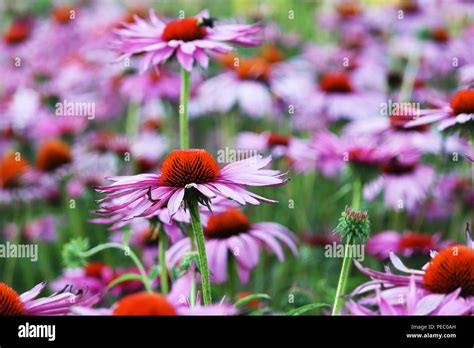 Purple Flowers in Summer Stock Photo - Alamy