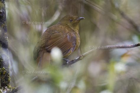 Magnificent Bird-of-paradise in the rainforest – Bird Lens