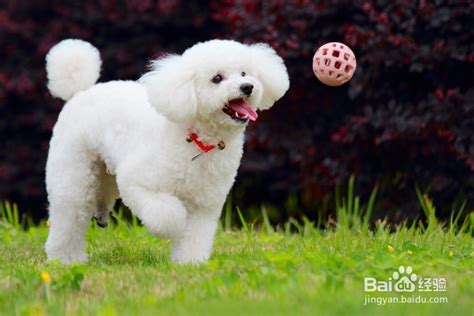 怎样给贵宾犬修剪毛发 百度经验