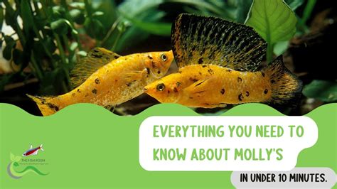 Everything You Need To Know About Molly Fish In Under 10 Minutes