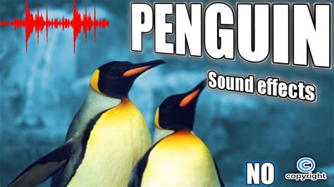 Penguin Sound Penguin Sing Penguin Whistle Penguin Sound Effect