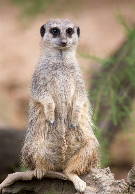 Meerkat Standing Sentry Stock Image Image Of Brown Adult 69420649