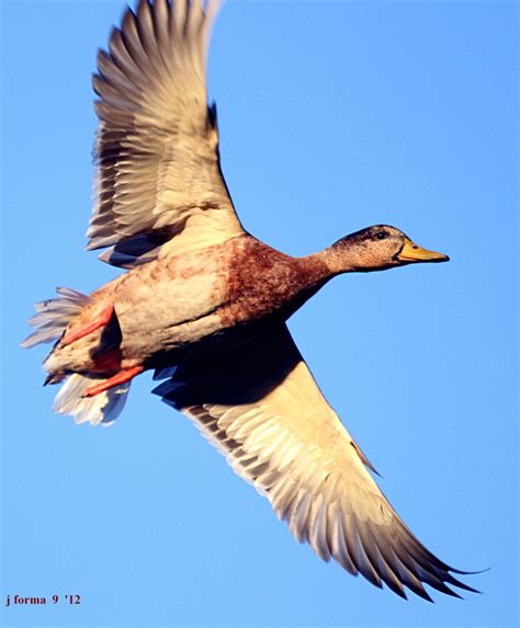 Dec Announces Special Waterfowl Hunting Permits Needed For Opening