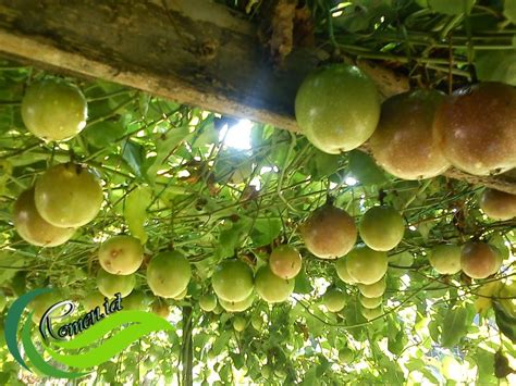 Markisa Buah Dari Tanaman Merambat Dengan Rasa Menyegarkan Mengandung