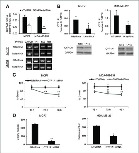 Cyp A Knockdown Impairs Breast Cancer Cell Proliferation And Survival