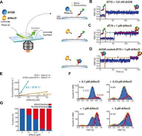 Single Molecule Observation Of Atp Independent Ssb Displacement By Reco