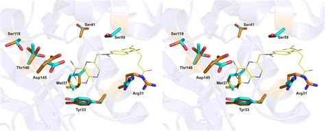 Multiple Conformers In Active Site Of Human Dihydrofolate Reductase