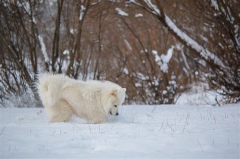 Un Perro Samoyedo Blanco En La Nieve Foto Premium