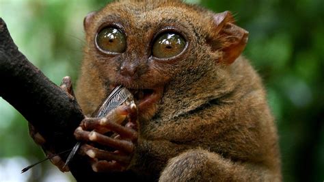 worlds weirdest   stream episodes seasons