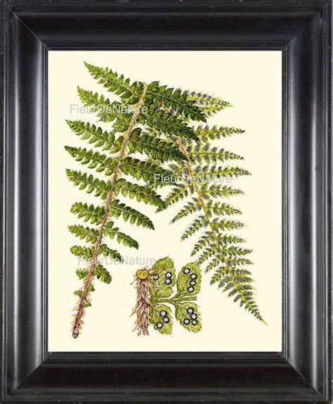 FERN PRINT Lindman 8X10 Botanical Art Print 20 Antique Beautiful Green