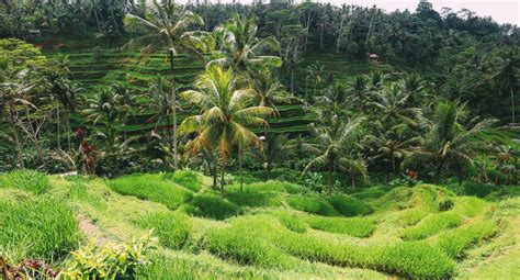 Peluang Usaha Pertanian Yang Menguntungkan