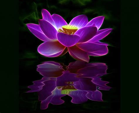 Lotus Reflections Purple Reflection Flower Lous Water Hd Wallpaper