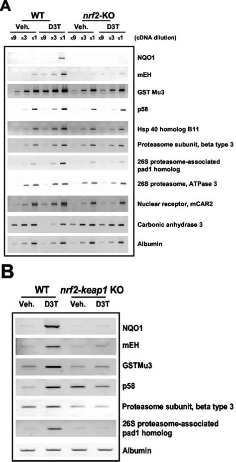 RT PCR Analyses A RT PCR Analysis Of Nrf2 Dependent D3T Inducible