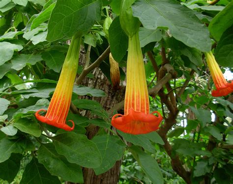 Red Angels Trumpet Brugmansia Sanguinea 5 Seeds Usa Company Randb