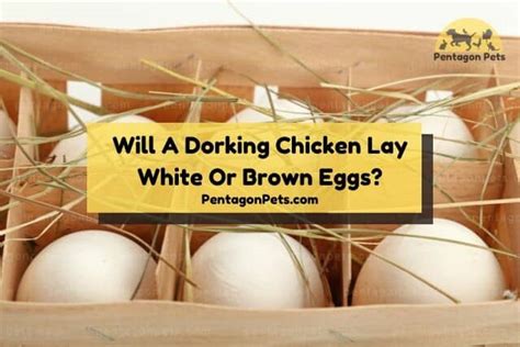 How To Raise And Care For Dorking Chickens Pentagon Pets