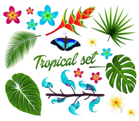 Conjunto Tropical De Folhas Da Selva Flores Tropicais De Plumeria