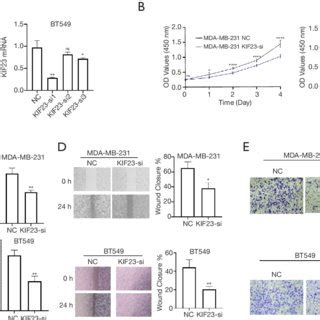 Knockdown Of KIF23 Inhibits Proliferation And Migration Of TNBC Cells