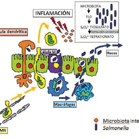 Modelo esquemático de infección por Salmonella enterica Tomado y