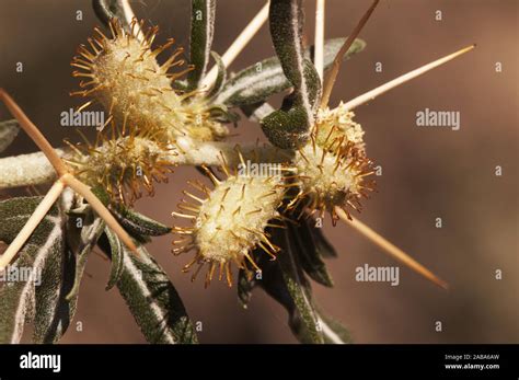 Burr Seed High Resolution Stock Photography And Images Alamy