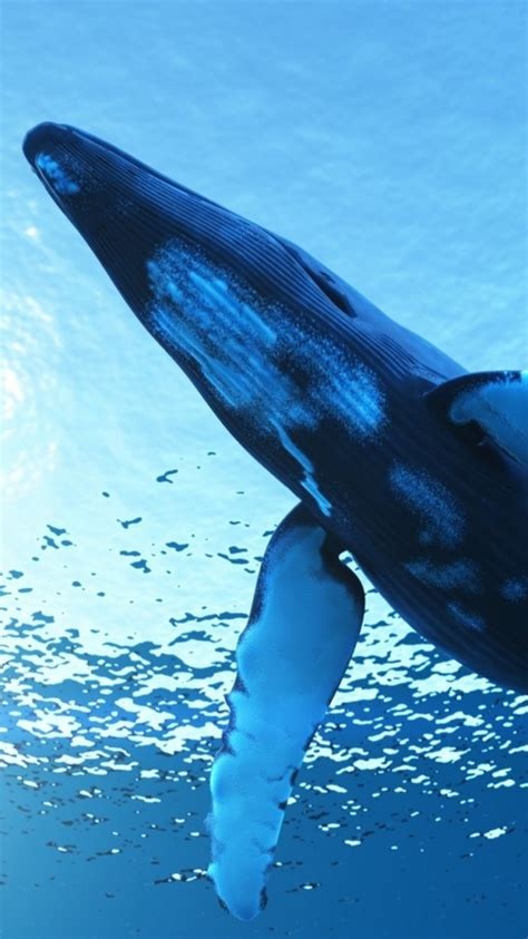 Animal Whale, 750x1334 Phone HD Wallpaper