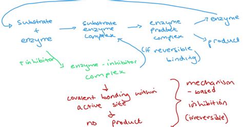 Enzymes Inhibition Flashcards Quizlet