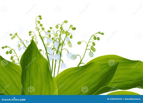 Lily Of The Valley Flower On White Background Stock Photo Image Of