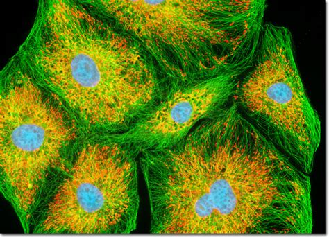 Eukaryotic Cells Microscope