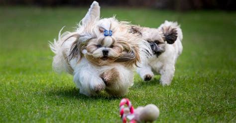 Shih Tzu Vs Lhasa Apso Comparison Of Breeds And The Key Differences