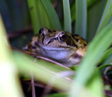 Local Frog Population Mike Finding Photography