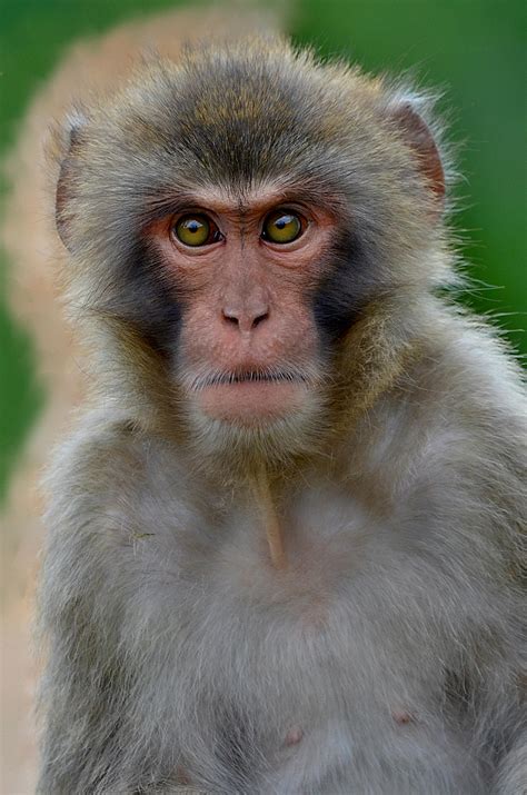 Monkey Face Texture Photos, Download The BEST Free Monkey Face Texture ...